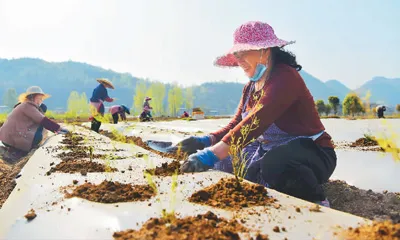 科学基础不断夯实 成果加快转化:中医药为全球战疫贡献中国智慧(图1)